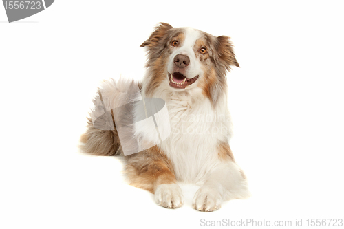 Image of Australian Shepherd