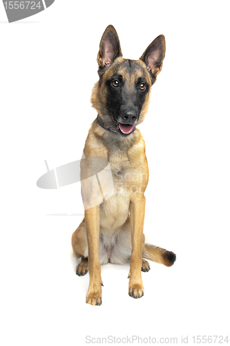 Image of Belgian Shepherd Dog