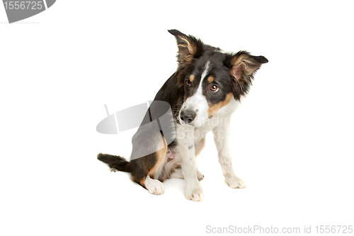 Image of black and white border collie