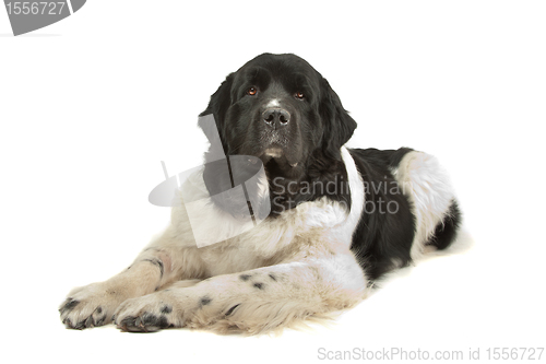 Image of Landseer dog