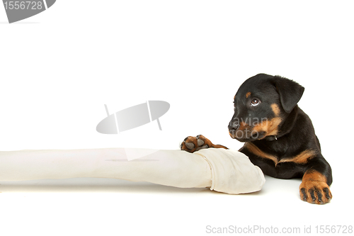 Image of Rottweiler puppy with a huge white bone