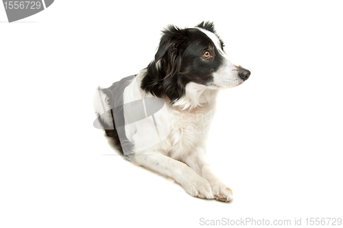 Image of black and white border collie