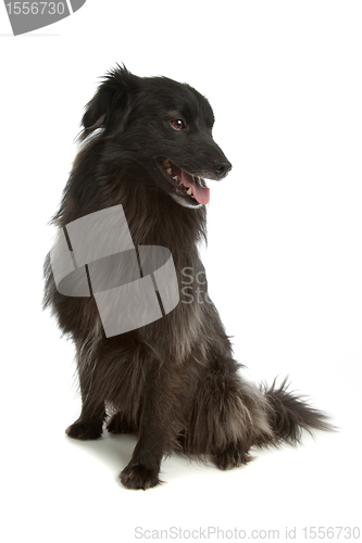 Image of Pyrenean Shepherd or Pyrenees Sheepdog