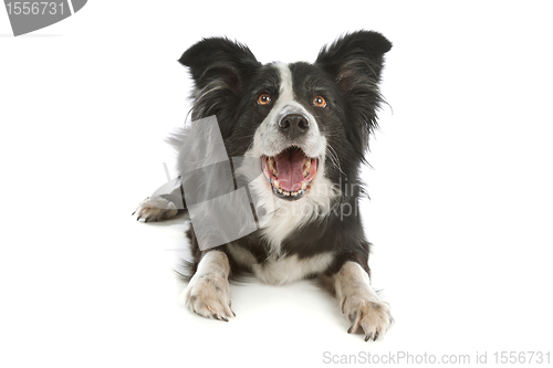 Image of black and white border collie