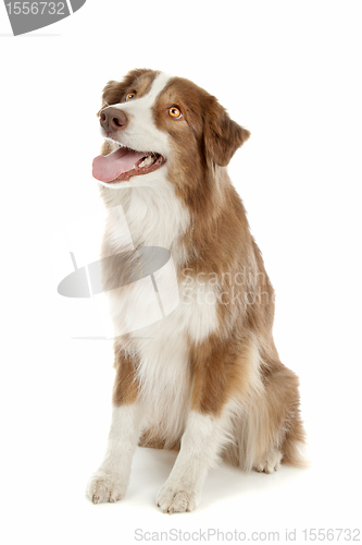 Image of Australian Shepherd