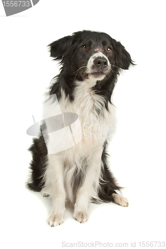 Image of border collie sheepdog