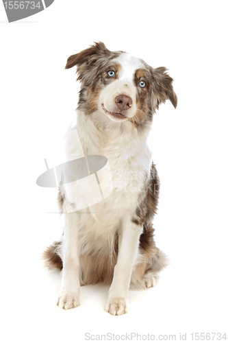 Image of border collie sheepdog