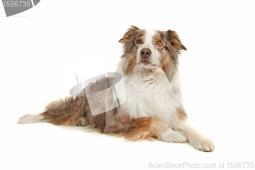 Image of Australian Shepherd
