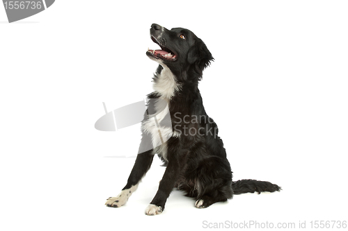 Image of border collie sheepdog