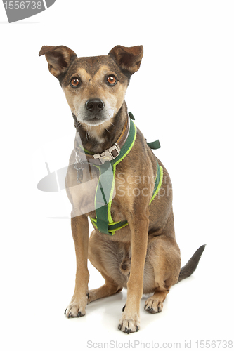 Image of mixed breed dog