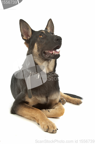 Image of German Shepherd