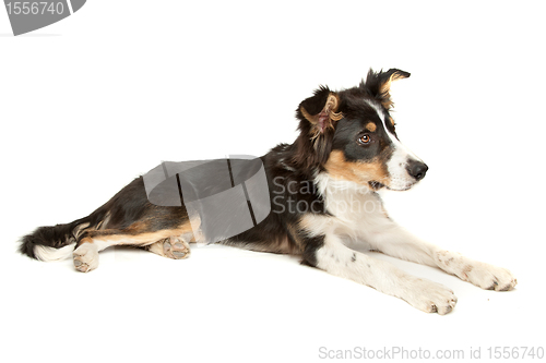 Image of black and white border collie