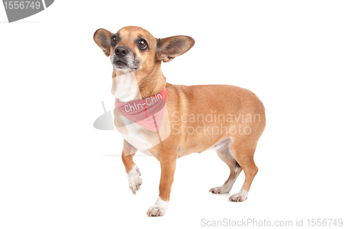 Image of mixed breed dog