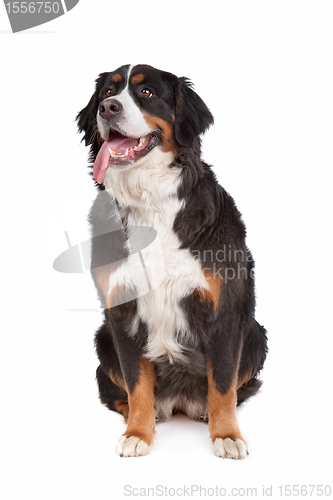 Image of Bernese Mountain Dog