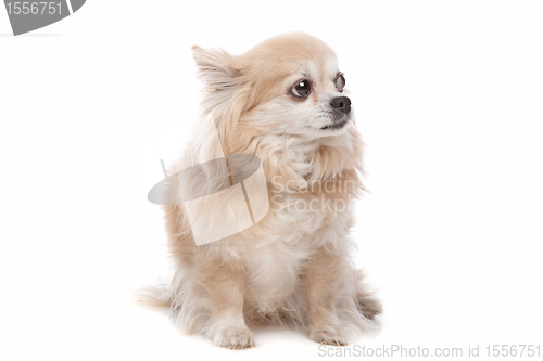 Image of Long haired chihuahua