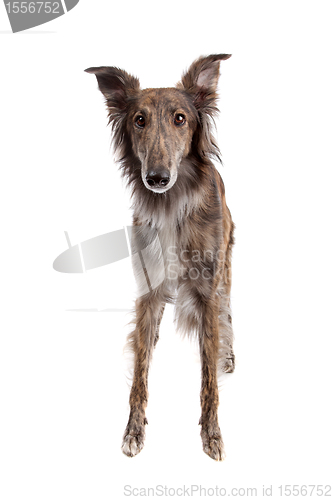 Image of Silken Windhound