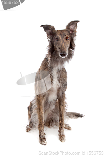 Image of Silken Windhound