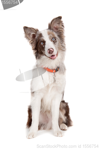 Image of Border collie sheepdog