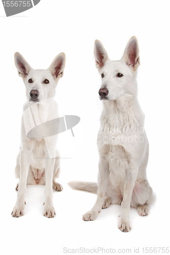Image of White Shepherd Dog