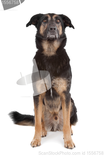 Image of mixed breed shepherd dog