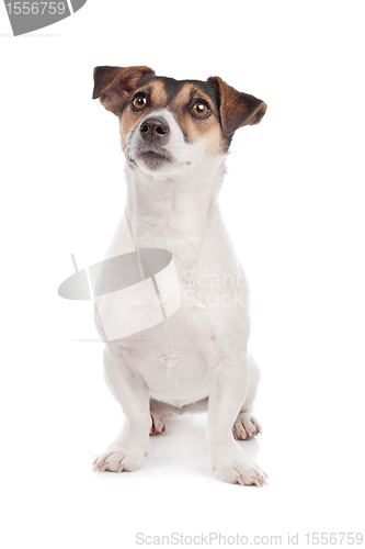 Image of Jack russel Terrier