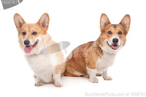 Image of Pembroke Welsh Corgi