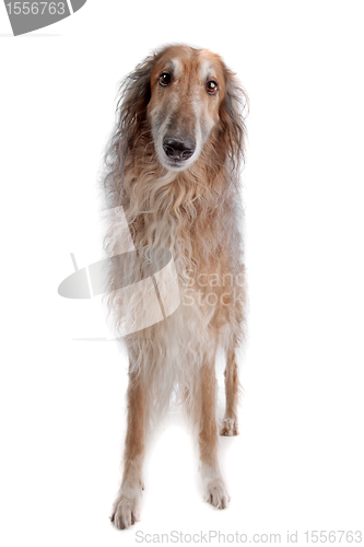 Image of Borzoi or Russian Wolfhound
