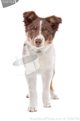 Image of border collie puppy