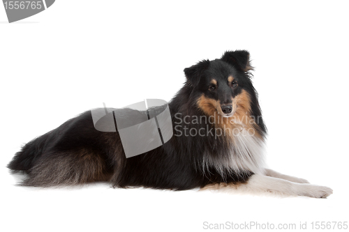 Image of shetland sheepdog