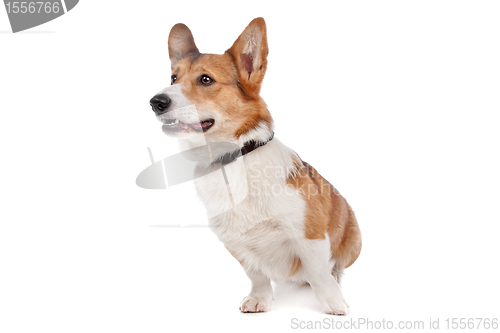 Image of Pembroke Welsh Corgi