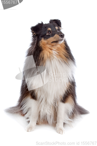 Image of shetland sheepdog