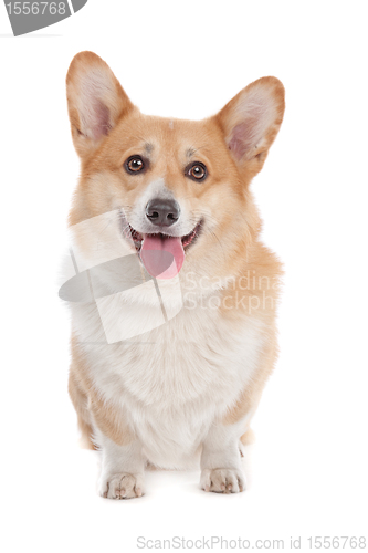 Image of Pembroke Welsh Corgi