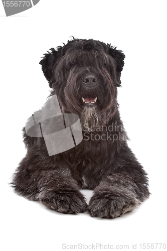 Image of Bouvier des Flandres