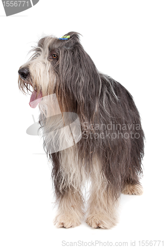 Image of Bearded Collie