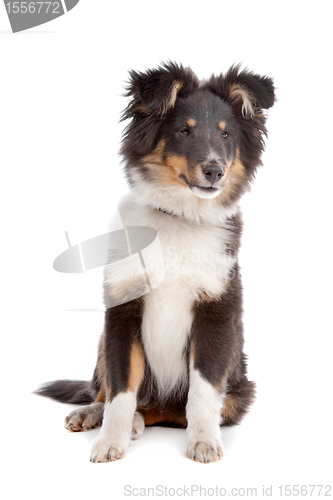 Image of shetland sheepdog