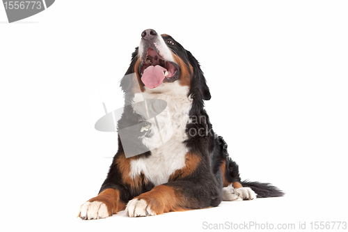 Image of Bernese Mountain Dog