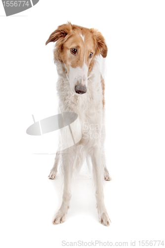 Image of Borzoi or Russian Wolfhound