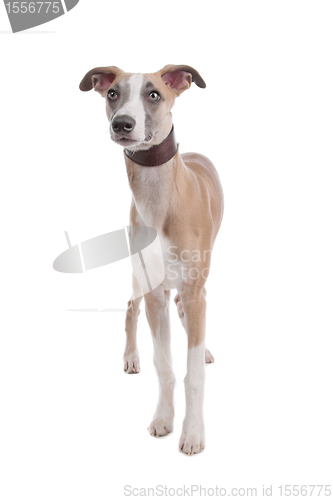 Image of Whippet puppy dog