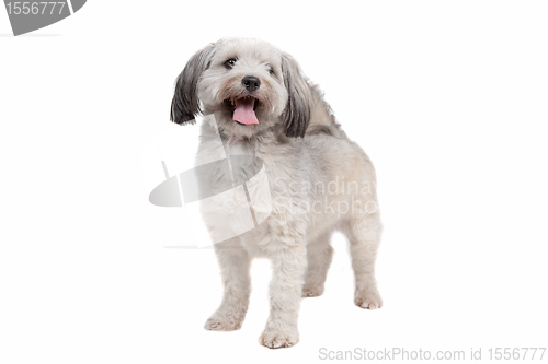 Image of mixed breed dog