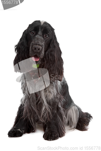Image of English Cocker Spaniel dog