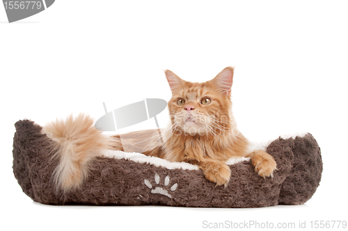 Image of maine coon