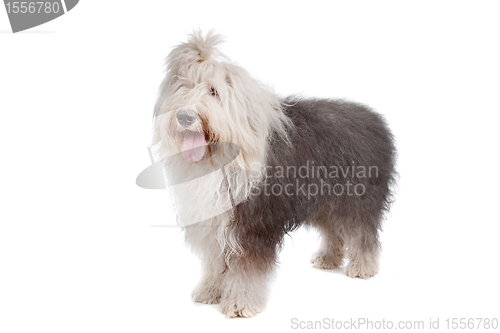 Image of Old English Sheepdog