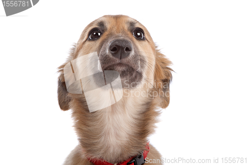 Image of whippet puppy