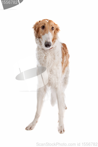 Image of Borzoi or Russian Wolfhound