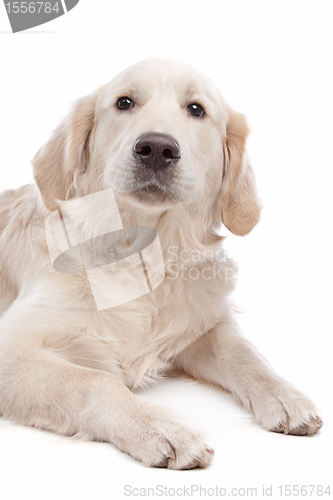 Image of Golden retriever dog