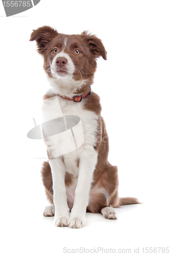 Image of border collie puppy