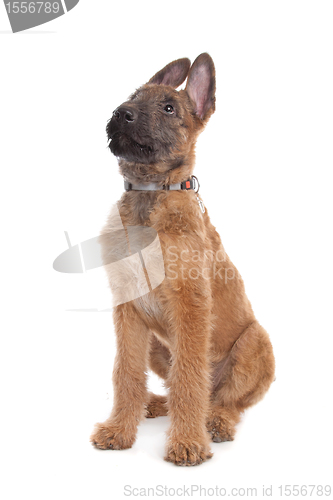 Image of Belgian Shepherd Dog ,Laekenois