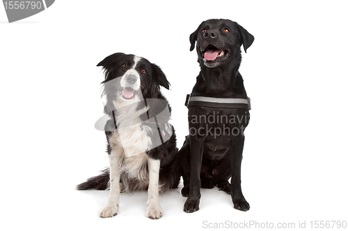 Image of Border collie and a black dog
