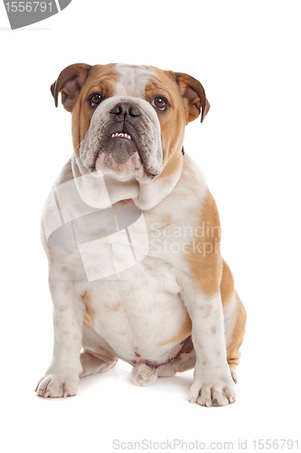 Image of English Bulldog