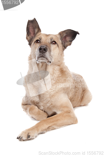 Image of mixed breed dog